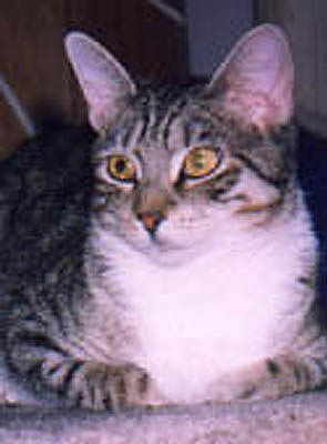 chatter copy copy.jpg (23198 bytes)