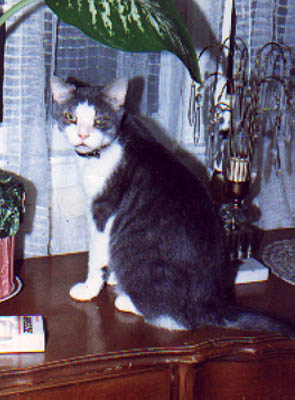 smokey-new.jpg (37724 bytes)